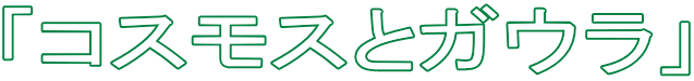 「コスモスとガウラ」
