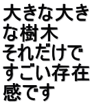 大きな大き な樹木　 それだけで すごい存在 感です