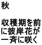 秋  収穫期を前 に彼岸花が 一斉に咲く