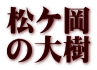 松ケ岡 の大樹